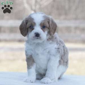 Forrest, Cavapoo Puppy